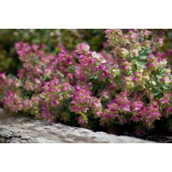 Szurokfű (Origanum)