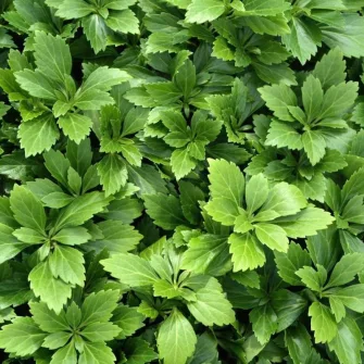 Japán kövérke (Pachysandra)
