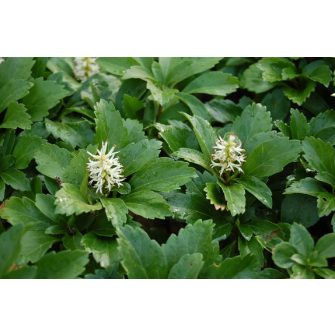 Japán kövérke (Pachysandra)