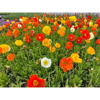 Díszmák (Papaver)