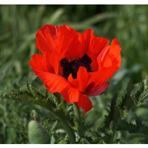 Papaver orientale Nana Allegro - Keleti mák