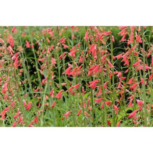 Penstemon barbatus Coccineus - Szakállas bugatölcsér