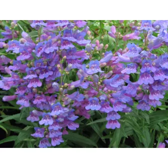 Bugatölcsér (Penstemon)