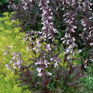 Penstemon Dark Towers - Bugatölcsér
