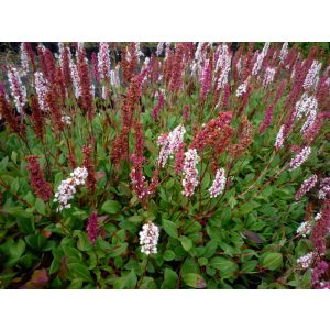 Persicaria affinis Superba - Örökzöld keserűfű