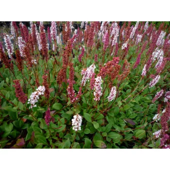 Keserűfű (Persicaria)