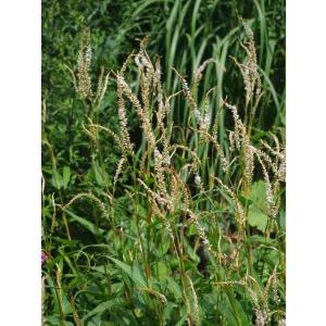 Persicaria amplexicaulis White Eastfield - Keserűfű