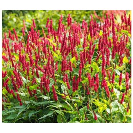 Persicaria amplexicaulis - Keserűfű