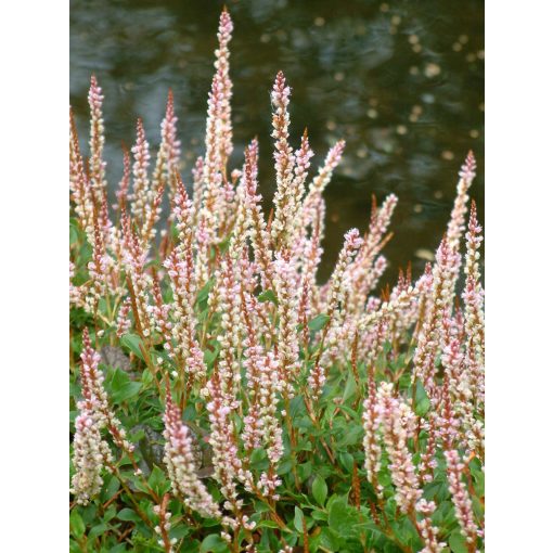 Persicaria vacciniifolia - Keserűfű