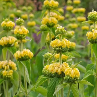 Macskahere (Phlomis)