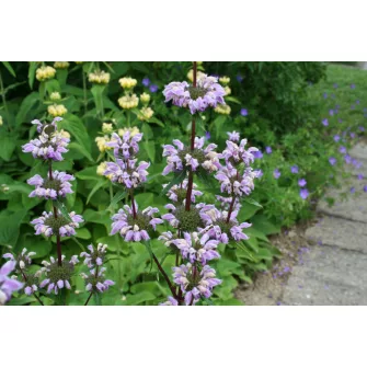 Macskahere (Phlomis)