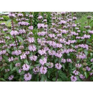 Phlomis tuberosa - Gumós macskahere