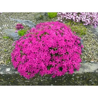 Lángvirág (Phlox)