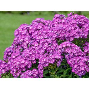 Phlox paniculata Laura - Bugás lángvirág