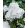 Phlox paniculata White Admiral - Bugás lángvirág