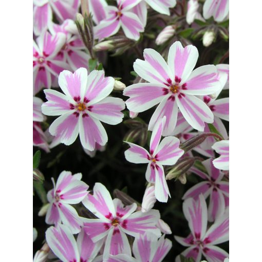 Phlox subulata Candy Stripes - Árlevelű lángvirág