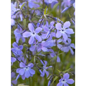 Phlox divaricata ssp laphamii - Erdei lángvirág