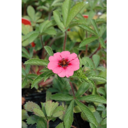 Potentilla nepalensis Miss Willmott - Pimpó