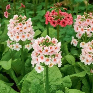 Primula japonica Appleblossom - Japán kankalin