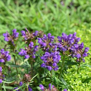 Prunella grandiflora Bella Blue - Nagyvirágú gyíkfű