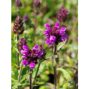 Prunella grandiflora Rubra - Nagyvirágú gyíkfű