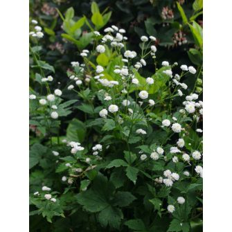 Boglárka (Ranunculus)