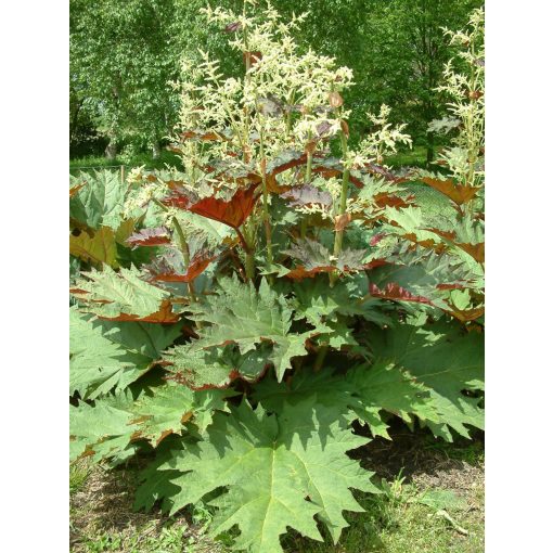 Rheum palmatum tanguticum - Kínai rebarbara