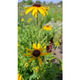Kúpvirág (Rudbeckia)