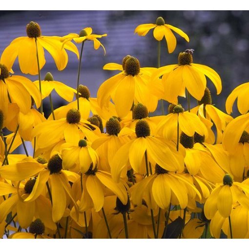 Rudbeckia nitida Herbstsonne - Kúpvirág