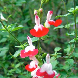 Salvia microphylla Hot Lips - Csecsemő zsálya