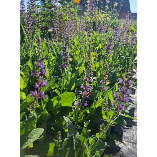 Salvia nemorosa Mainacht - Ligeti zsálya