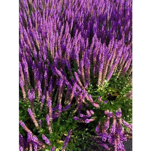 Salvia nemorosa Ostfriesland - Ligeti zsálya