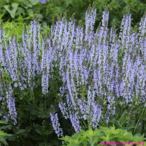 Salvia nemorosa Salute Ice Blue - Ligeti zsálya