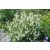 Salvia nemorosa Schneehügel - Ligeti zsálya