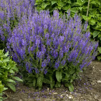 Zsálya (Salvia)