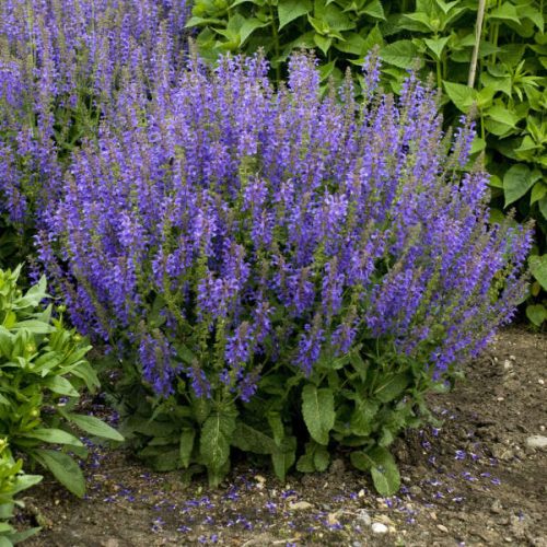 Salvia pratensis 'Rhapsody in Blue' ® - Mezei zsálya