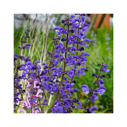 Salvia pratensis Twilight Serenade - Mezei zsálya