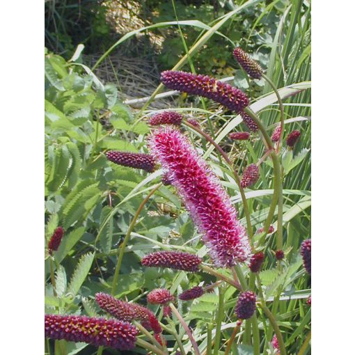 Sanguisorba menziesii - Vérfű