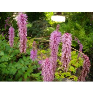 Sanguisorba obtusa - Vérfű