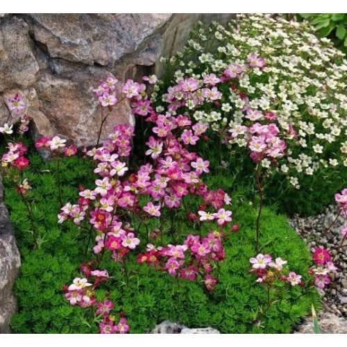 Saxifraga arendsii Carpet Pink' - Kőtörőfű