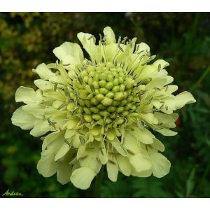 Scabiosa ochroleuca Moon Dance - Vajszínű ördögszem