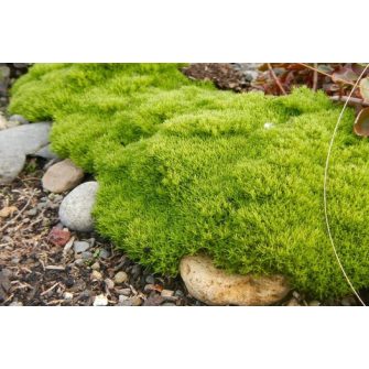 Szikárka (Scleranthus)