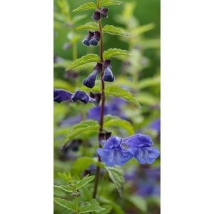 Scutellaria scordifolia - Csukóka