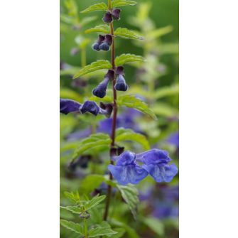 Csukóka (Scutellaria)