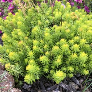 Sedum Angelina - Varjúháj