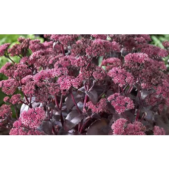 Varjúháj (Sedum)