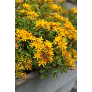   Sedum floriferum Weihenstephaner Gold - Dúsvirágú varjúháj