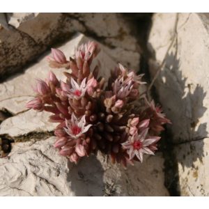 Sedum hispanicum - Deres varjúháj