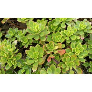 Sedum hybridum Immergrünchen - Örökzöld varjúháj