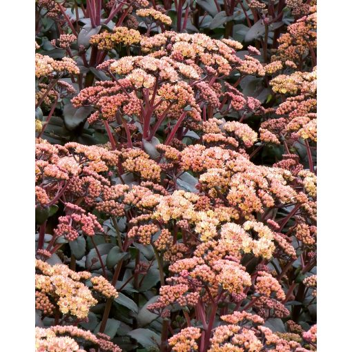 Sedum telephium Orange Xenox - Kárpáti varjúháj